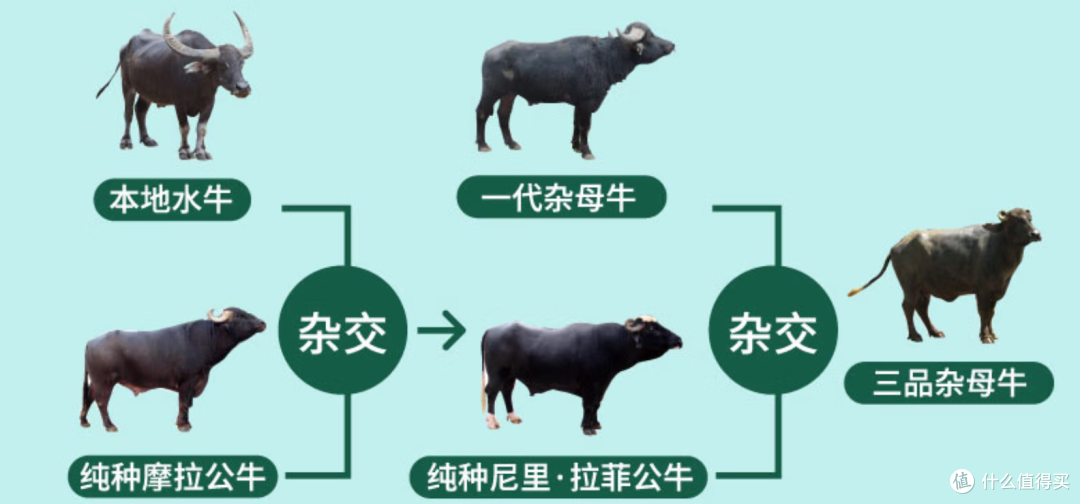 水牛奶为什么好喝?加糖了?怎么买?关于水牛奶的事通通告诉你!