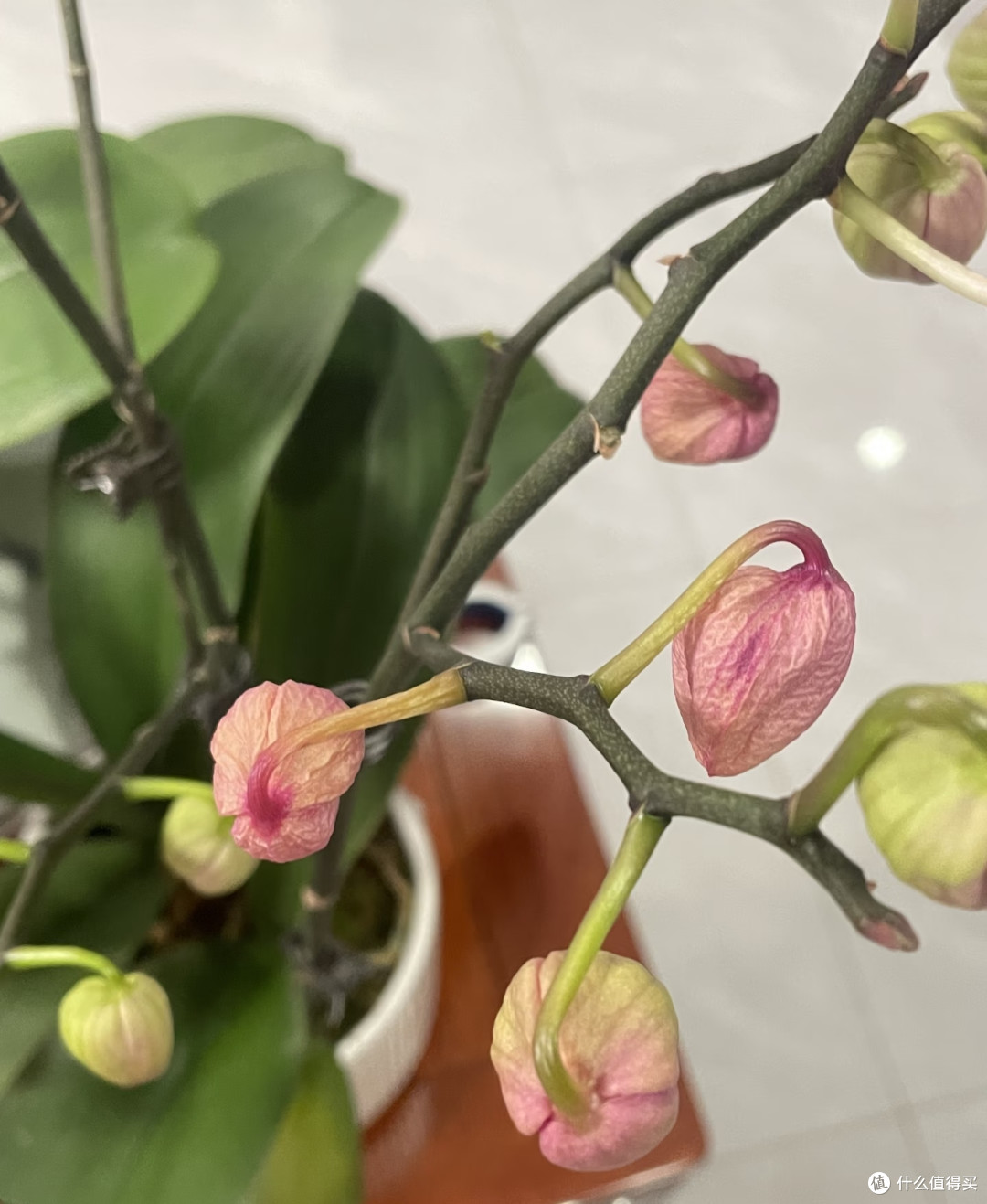 原来这才是蝴蝶兰掉花苞的真正原因，之前一直没搞对