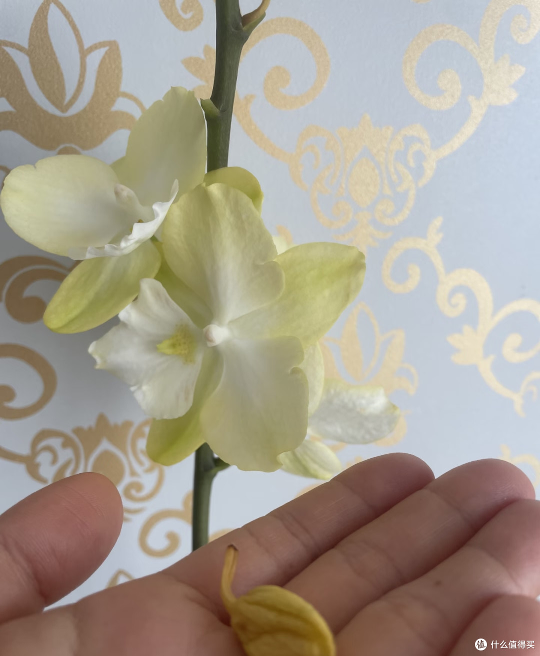 原来这才是蝴蝶兰掉花苞的真正原因，之前一直没搞对