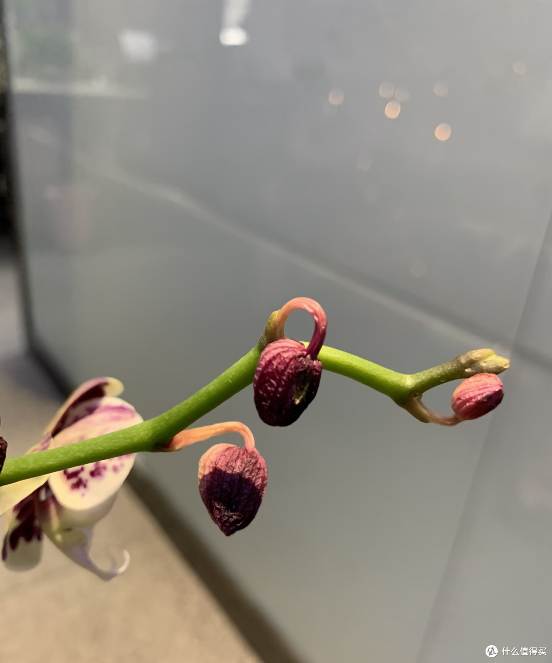 原来这才是蝴蝶兰掉花苞的真正原因，之前一直没搞对