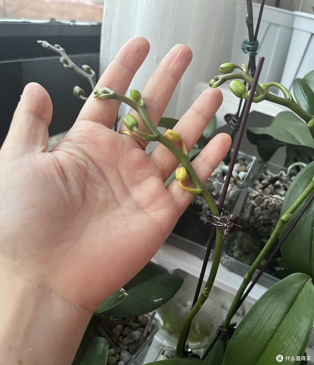 原来这才是蝴蝶兰掉花苞的真正原因，之前一直没搞对