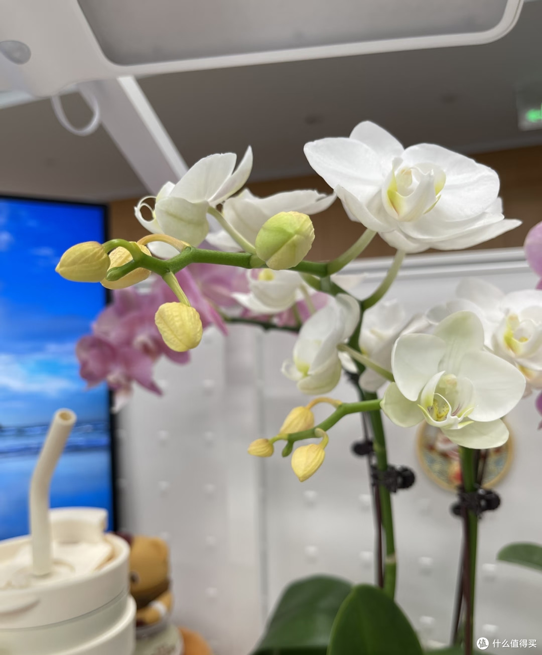 原来这才是蝴蝶兰掉花苞的真正原因，之前一直没搞对