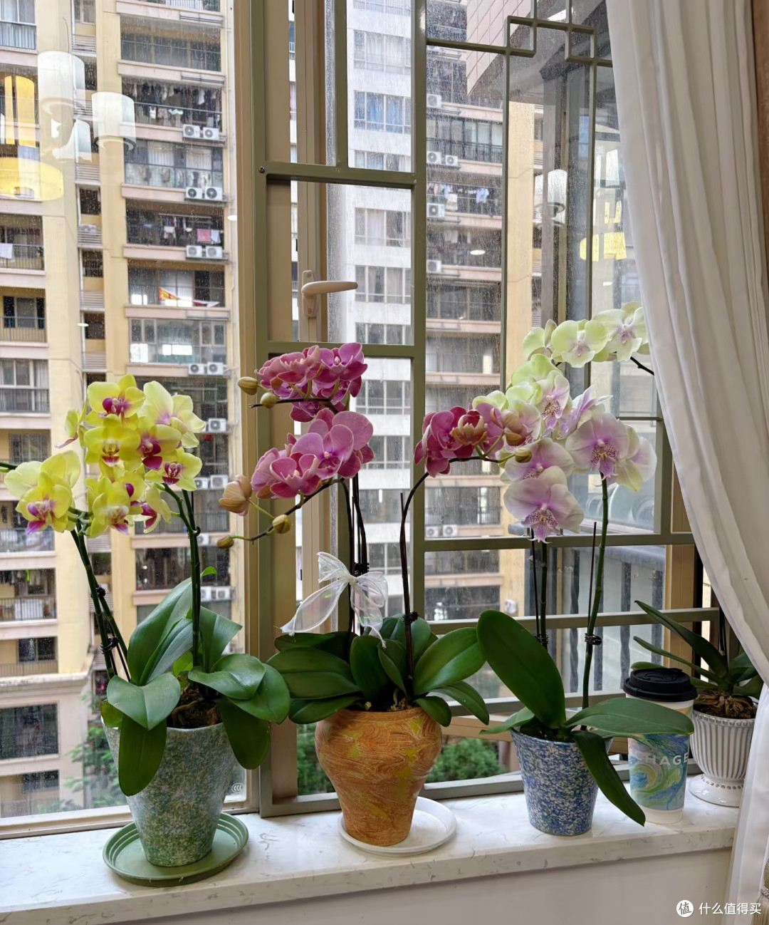 原来这才是蝴蝶兰掉花苞的真正原因，之前一直没搞对
