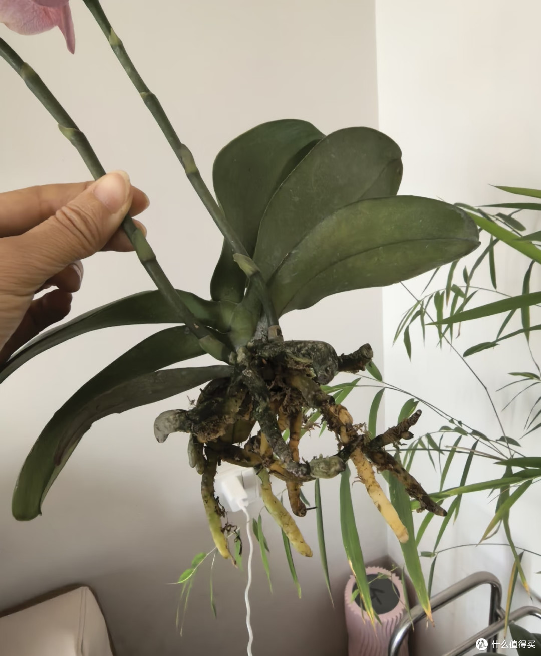 原来这才是蝴蝶兰掉花苞的真正原因，之前一直没搞对