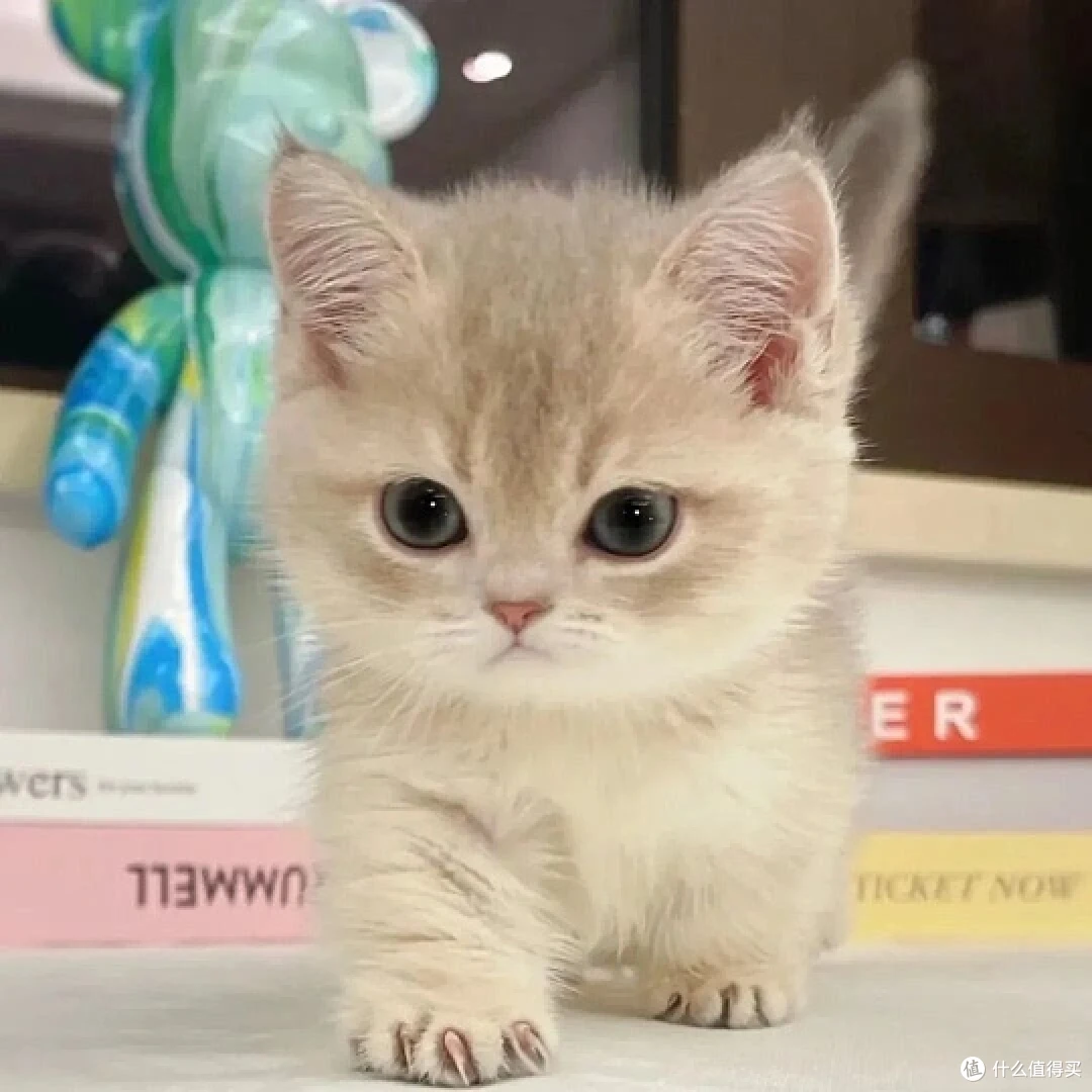 小壳产品有哪些?一文看懂小壳Cature四大品线