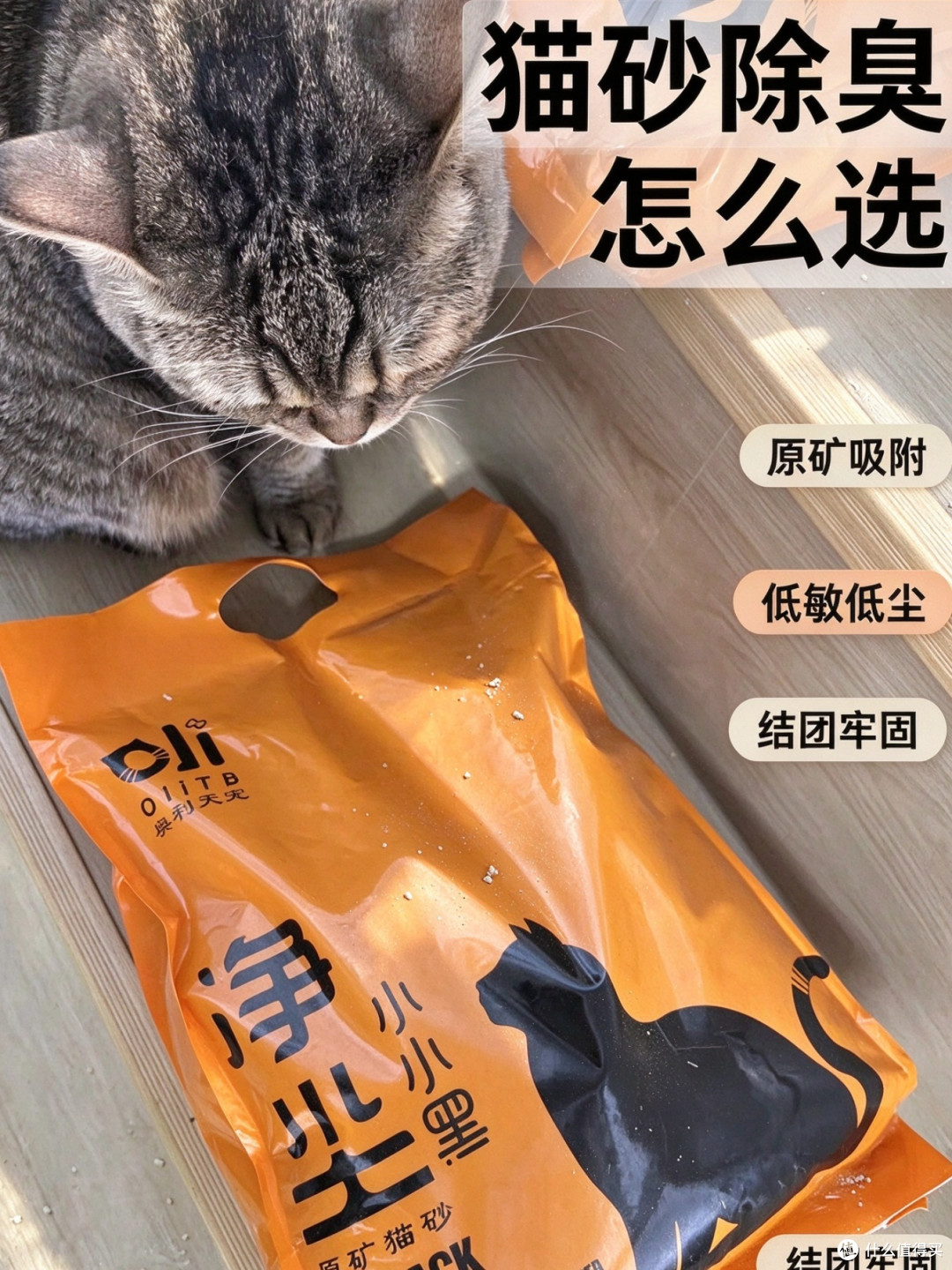 猫砂里的“沸石”到底有什么用?不是智商税🪨
