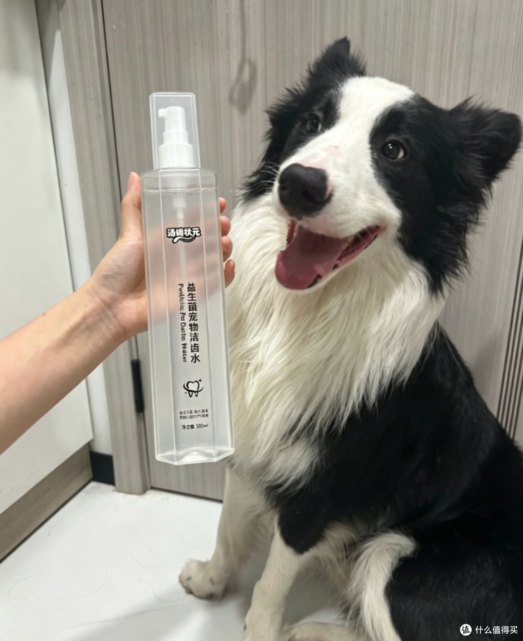 去口臭清牙垢,5 款宠物洁齿水横评,从三十多到八十元到底差在哪