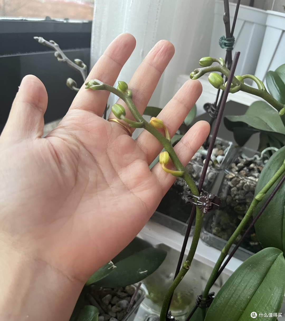 蝴蝶兰最爱喝这2种水!10月交替喂2周,花芽浓密,花量直接翻倍