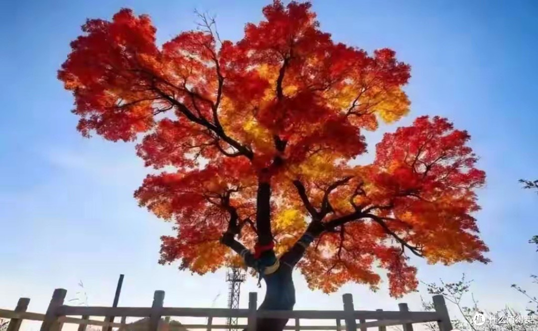 挑硒片我实际会看的四个地方