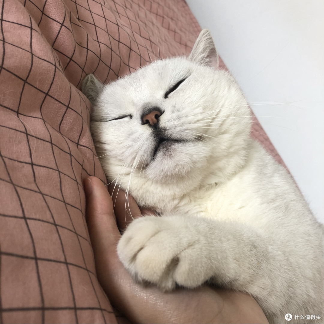 进口猫粮营养密度怎么选:高蛋白不代表可以随意喂