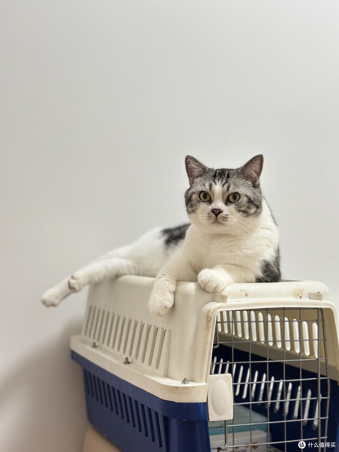 肠胃敏感猫进口粮选择:5款产品从温和过渡到高密度喂养