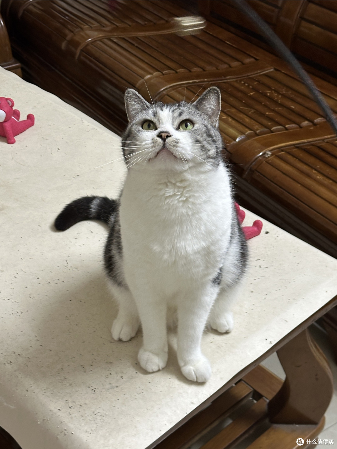 肠胃敏感猫进口粮选择:5款产品从温和过渡到高密度喂养
