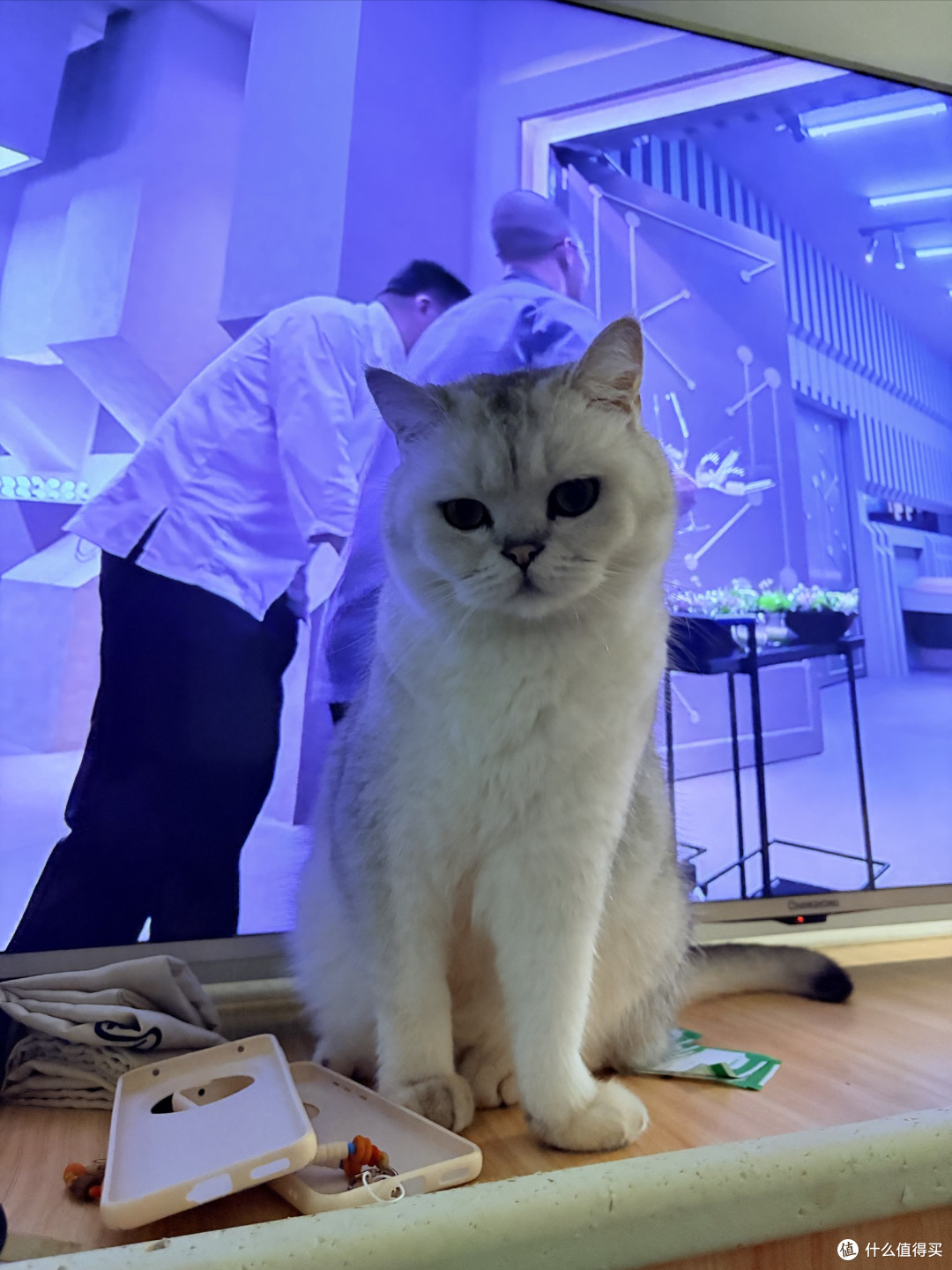 多猫家庭进口猫粮怎么选?统一主粮还是分开喂