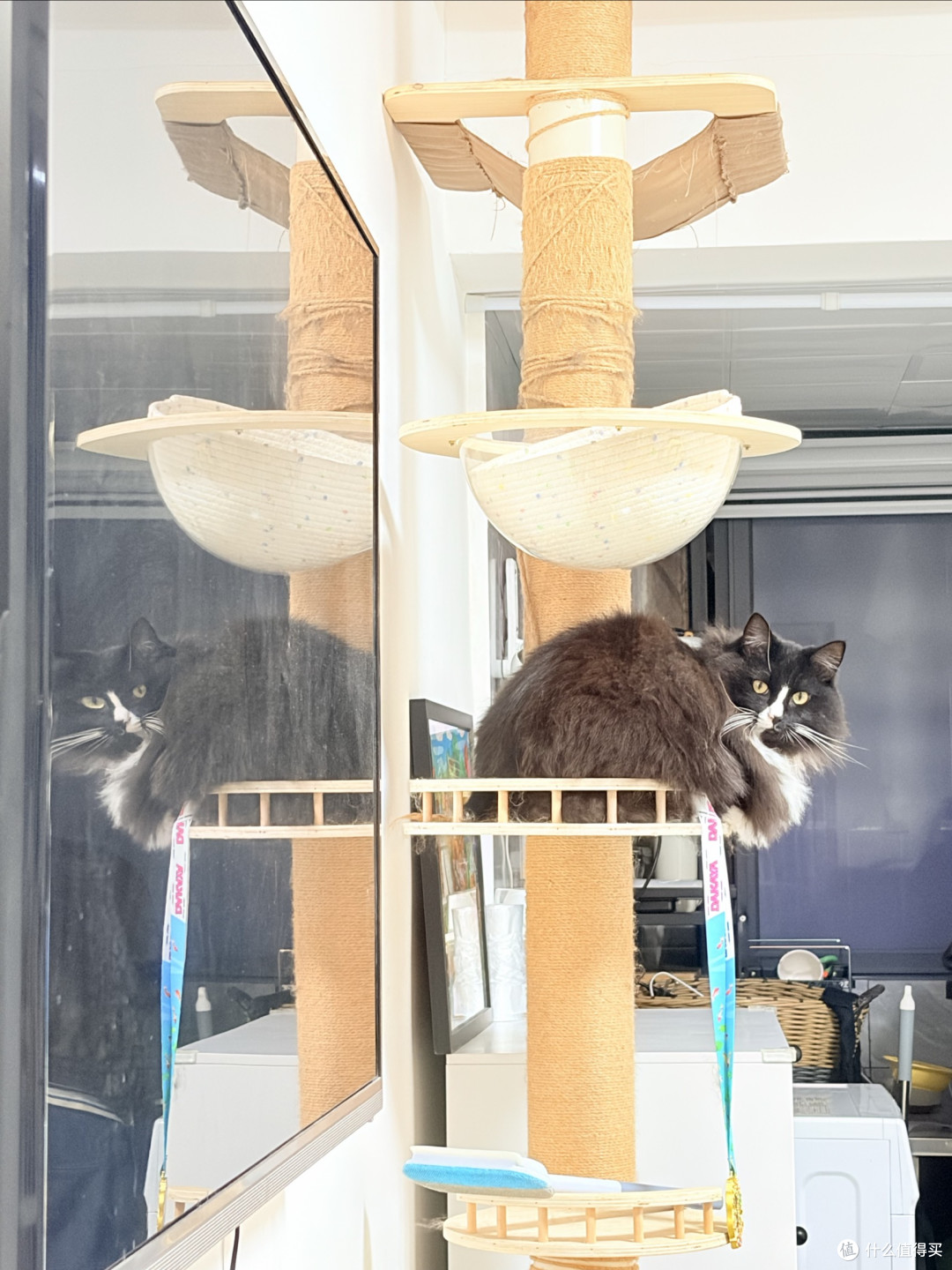 多猫家庭进口猫粮怎么选?统一主粮还是分开喂