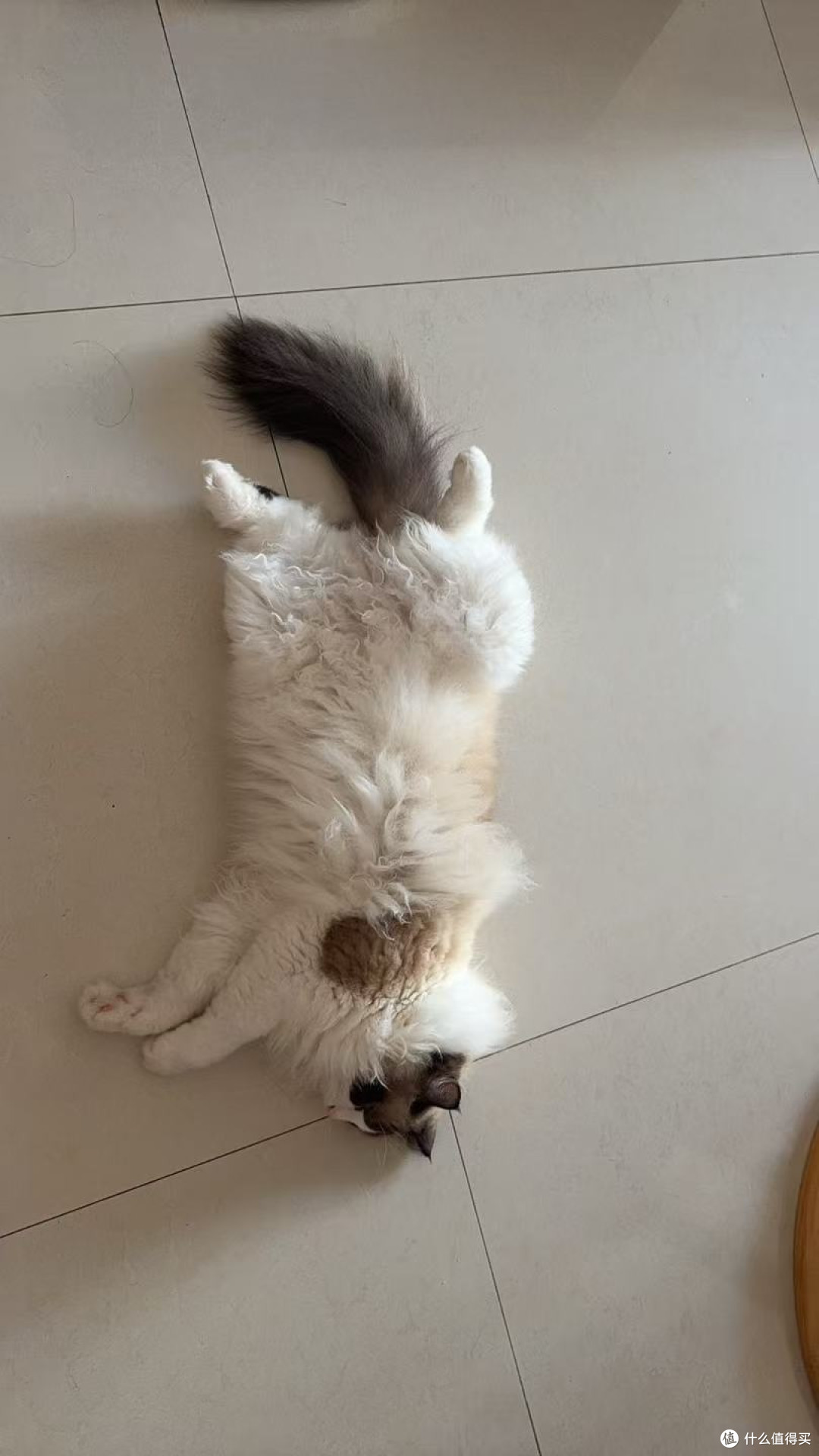 猫总软便?先别急着换粮——一份肠胃敏感猫的完整选粮排查指南