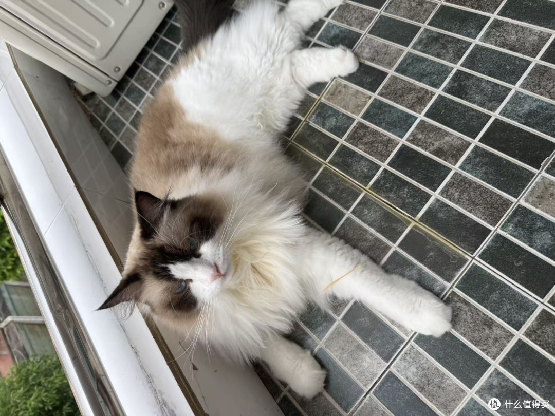 猫总软便?先别急着换粮——一份肠胃敏感猫的完整选粮排查指南
