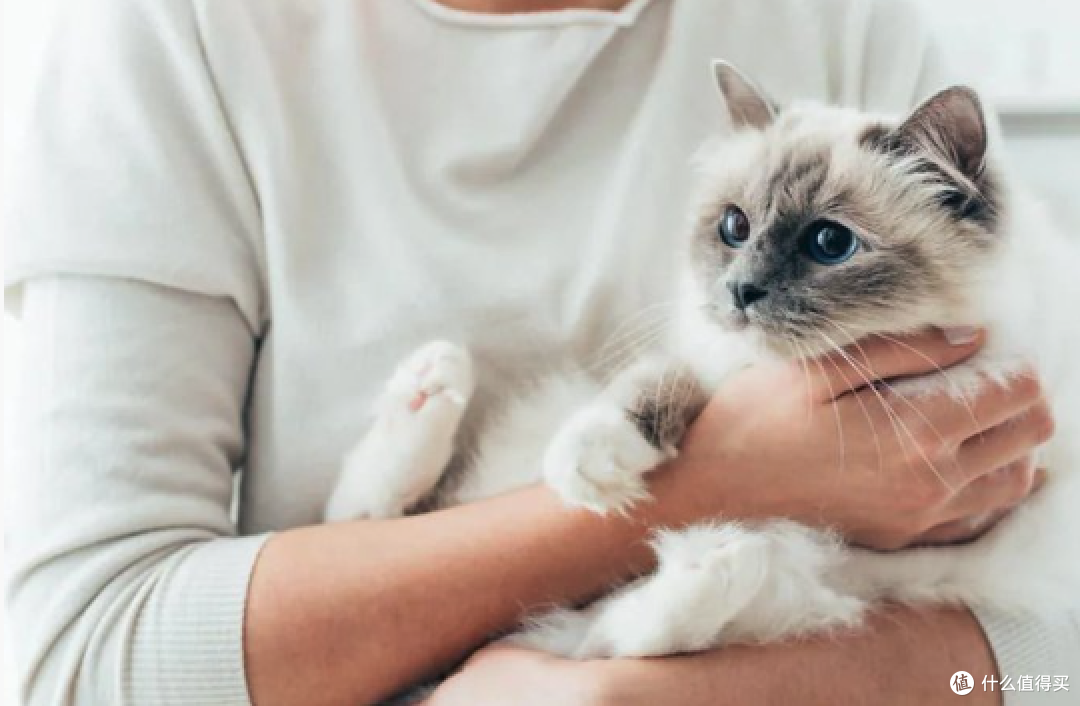 留猫独自在家超12小时,主人会被判刑!这地方居然立法了....