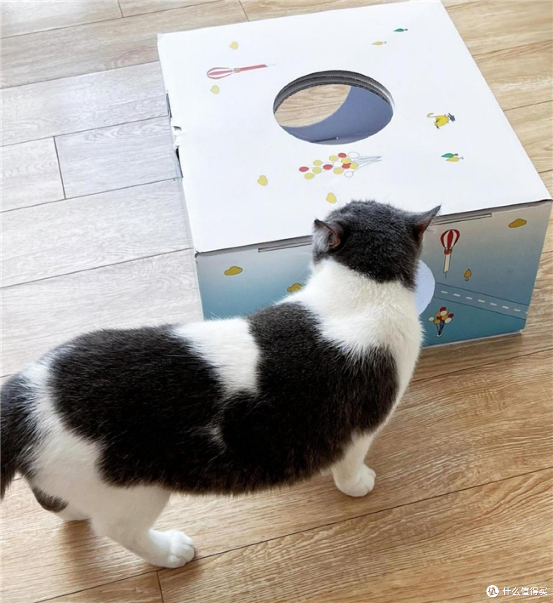 经常出差的人，最后还是给猫买了自动喂食器
