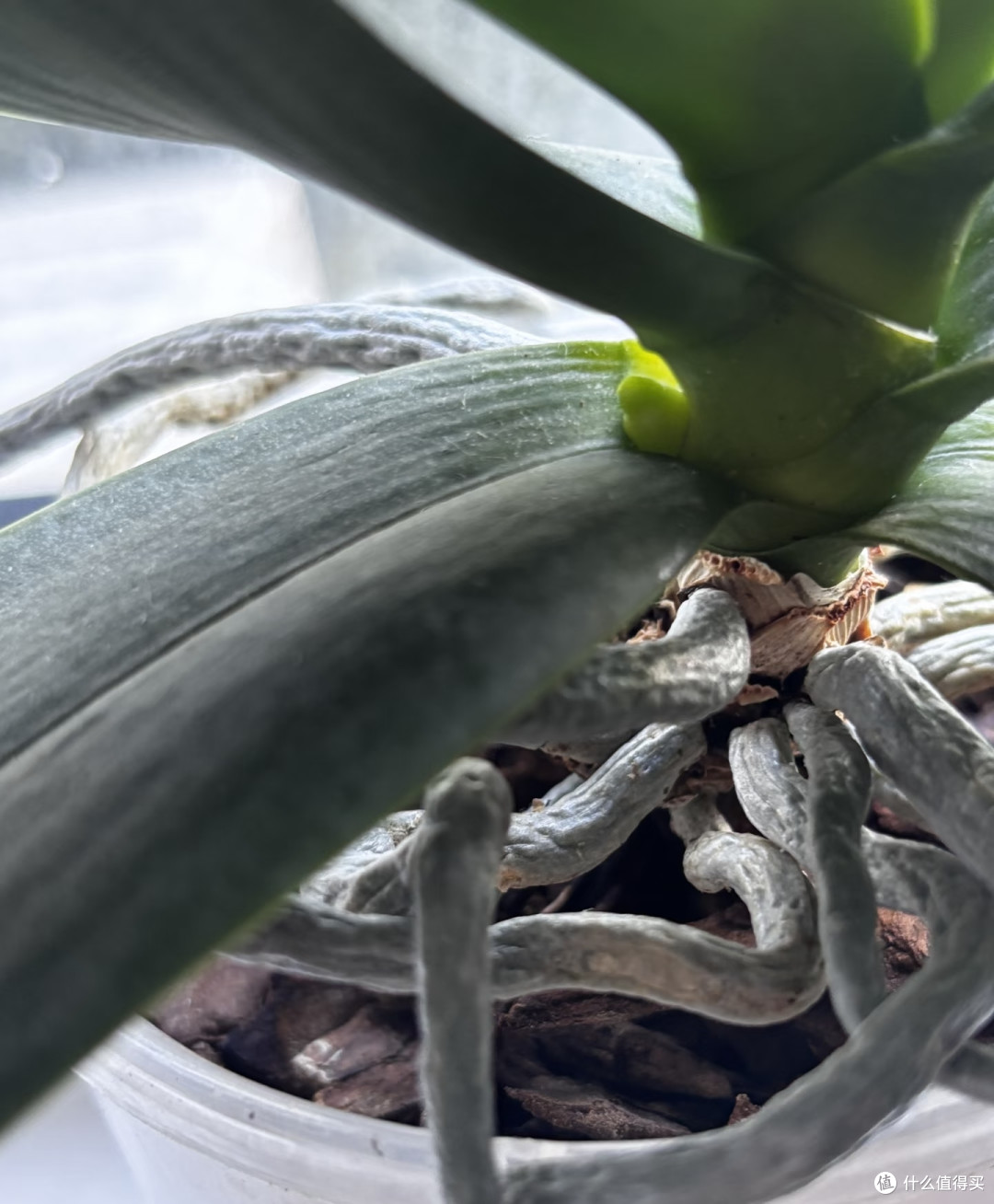 蝴蝶兰最爱3种天然肥料,1个月用1次,花苞又大又密,见花不见叶