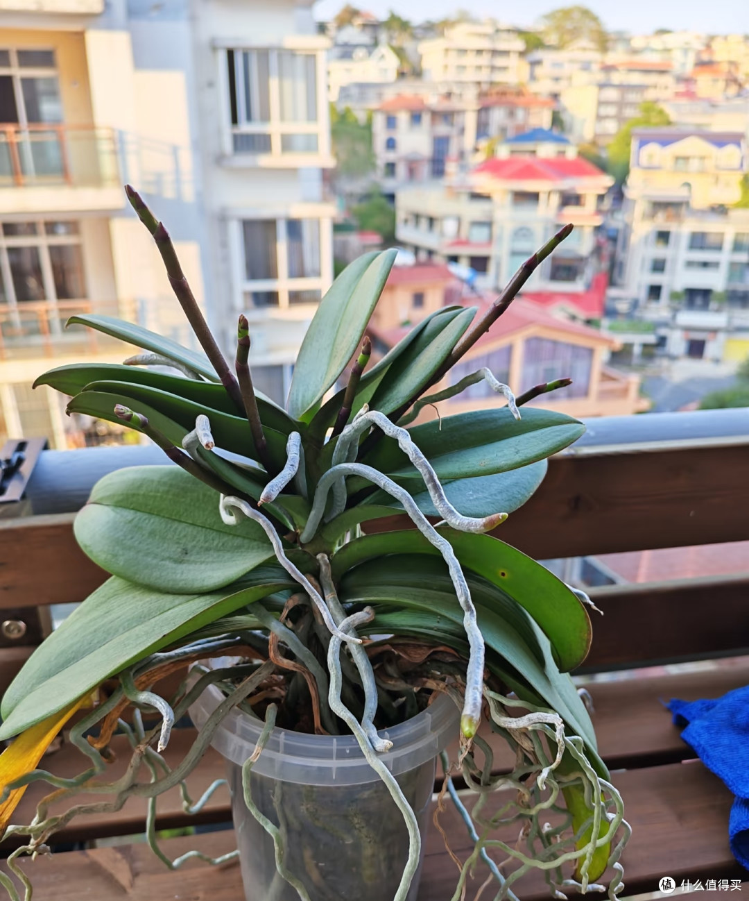蝴蝶兰最爱3种天然肥料,1个月用1次,花苞又大又密,见花不见叶