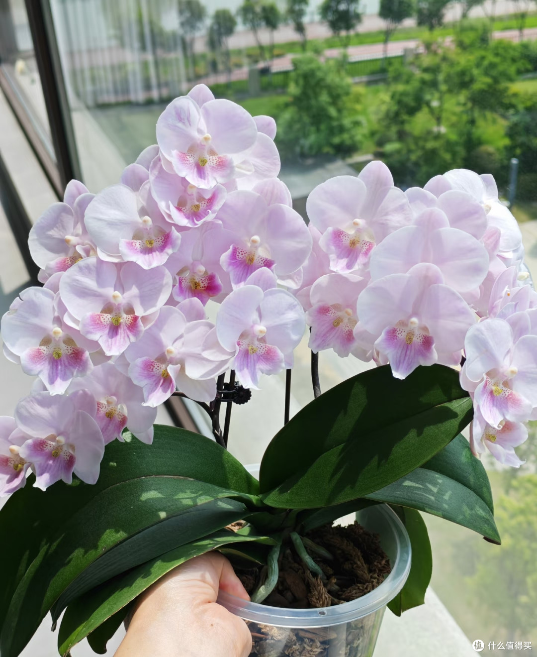 蝴蝶兰最爱3种天然肥料,1个月用1次,花苞又大又密,见花不见叶