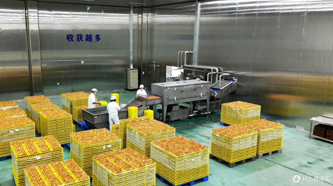 盒装蛋液做炸物挂糊:炸鸡、炸虾、炸猪排怎么裹