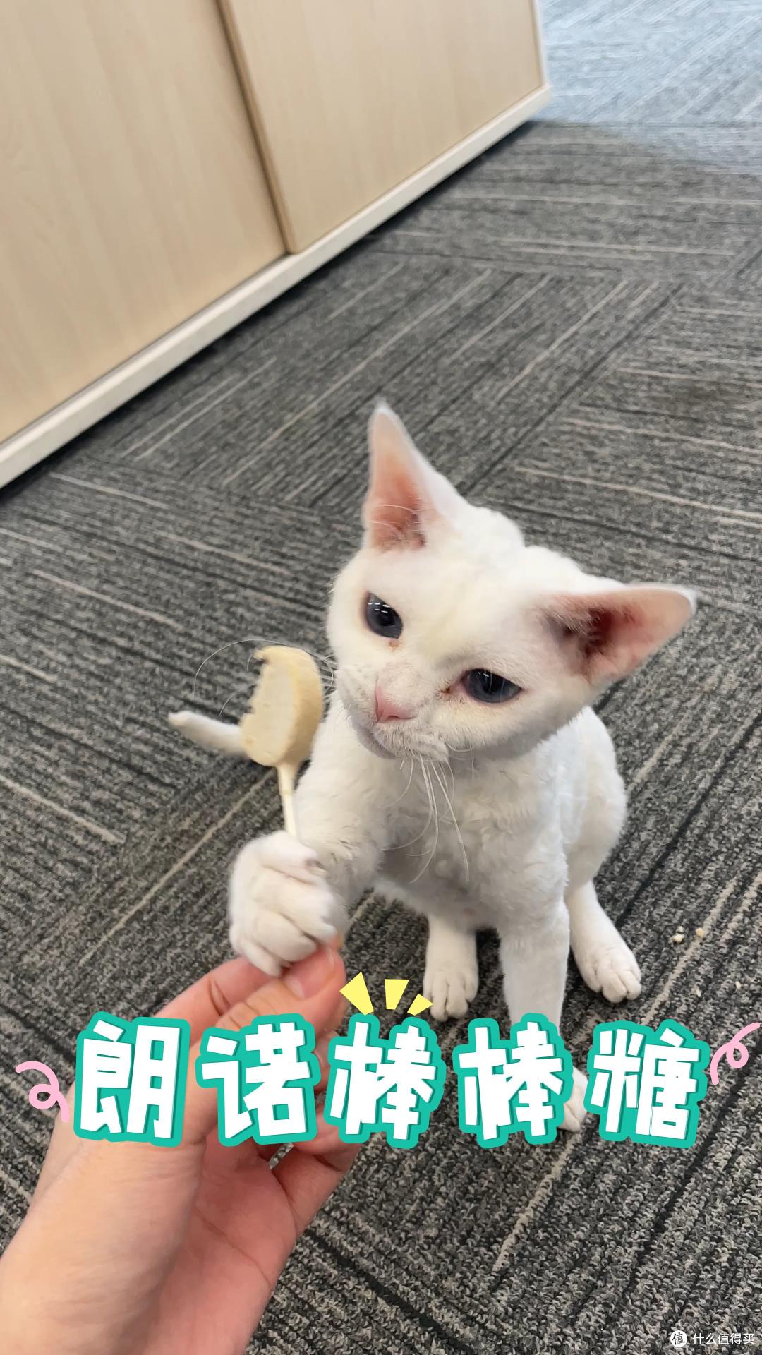 姐姐说单猫也买最大袋，我问试吃规格在哪，她把购物车先缩小了