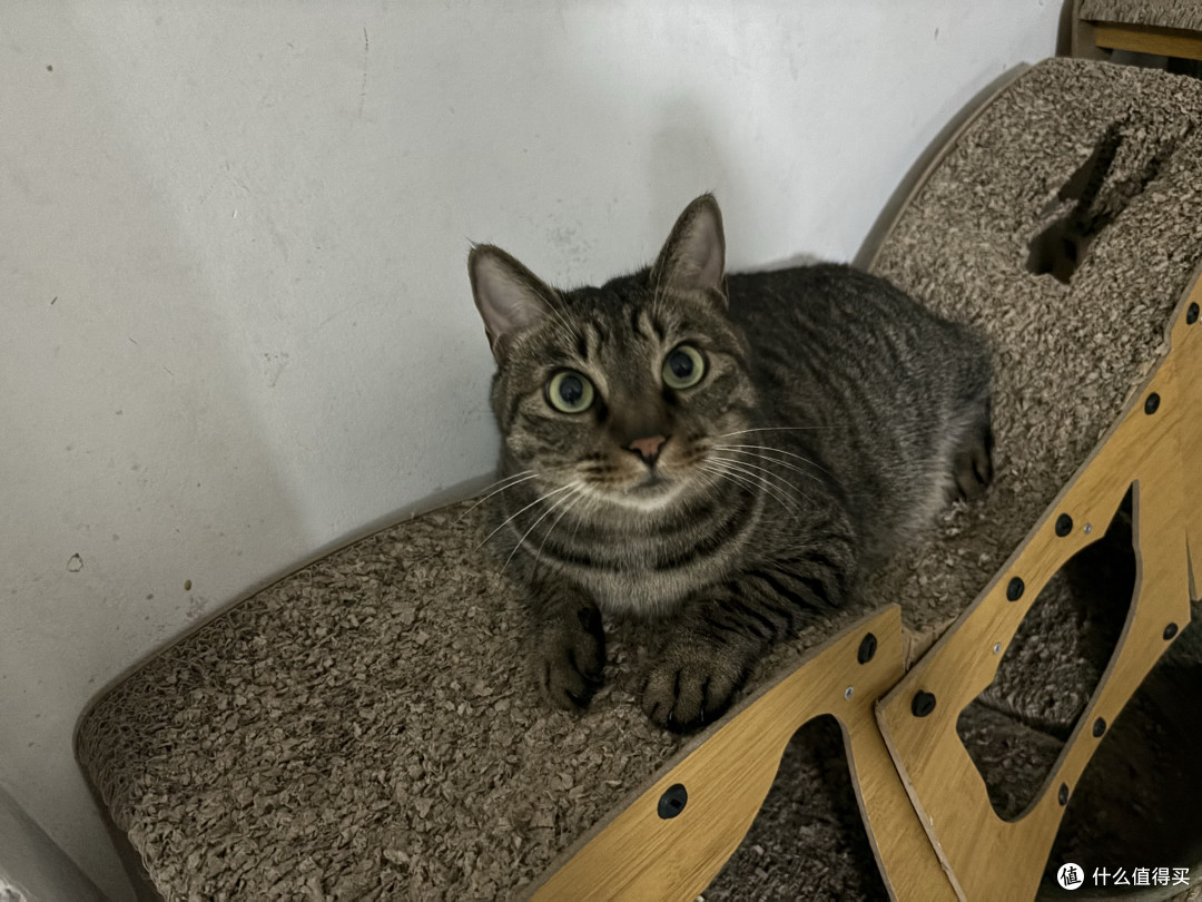 猫咪体重管理期，减肥粮到底该怎么选？