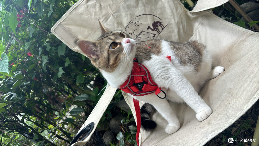 猫咪体重管理期，减肥粮到底该怎么选？