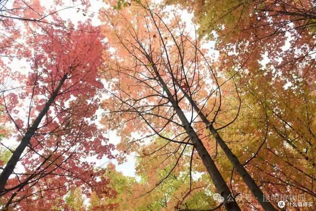 给家里长期备磷虾油,我这次按什么顺序挑