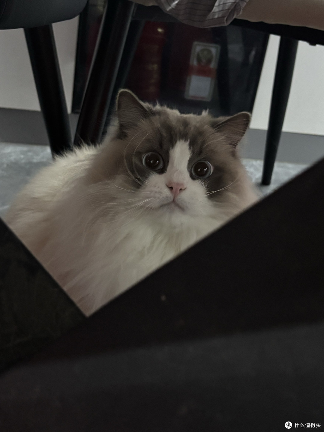 换粮期软便猫粮怎么选?5款产品的过渡适配对比