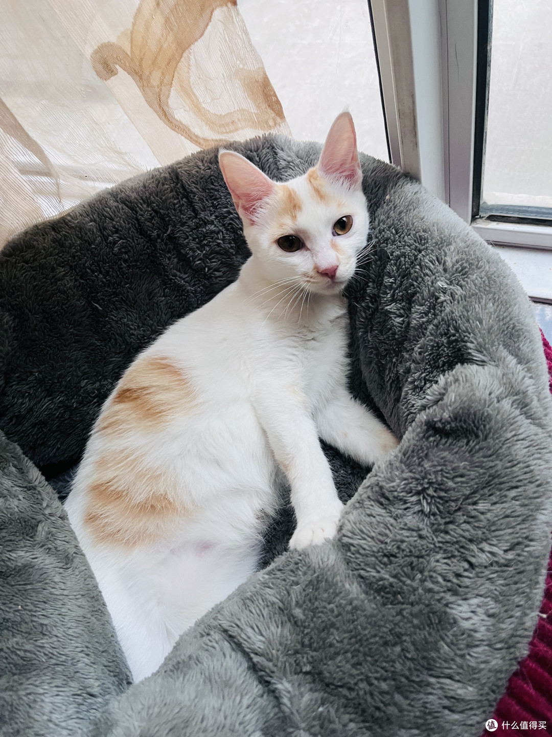 幼猫软便猫粮怎么选?5款产品的阶段生长营养取向