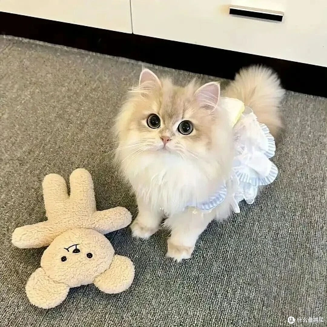 小壳排毛产品有哪些？小壳排毛产品有用嘛？一篇看懂价格