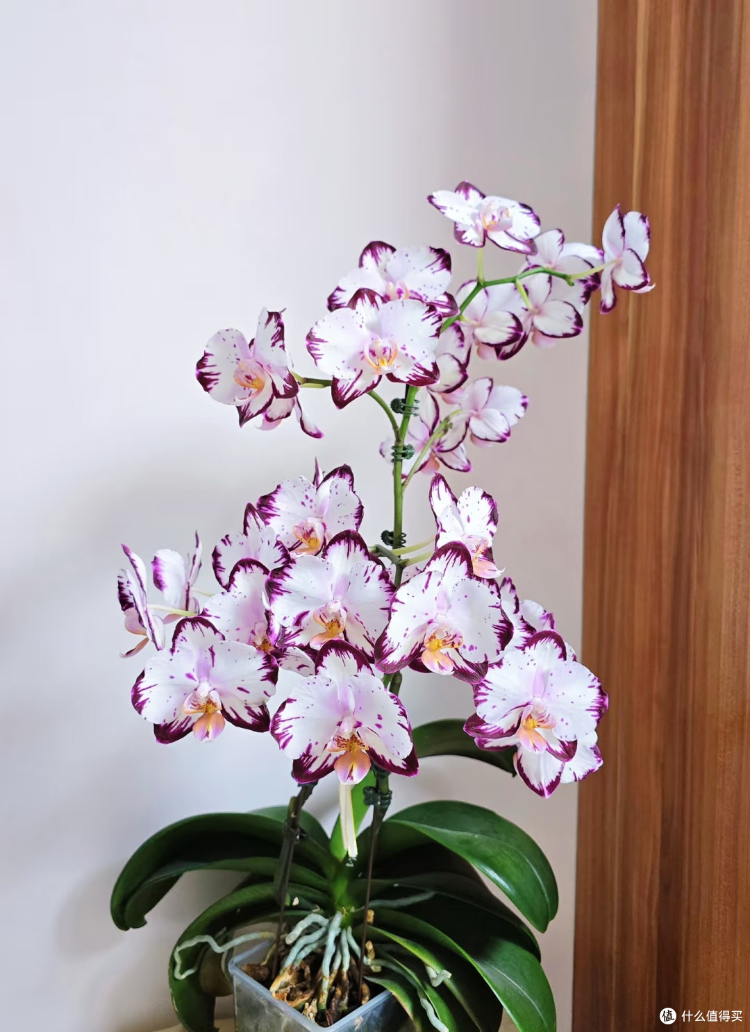10月中旬蝴蝶兰迟迟不长花芽?别瞎浇水施肥,这样养1月开满花