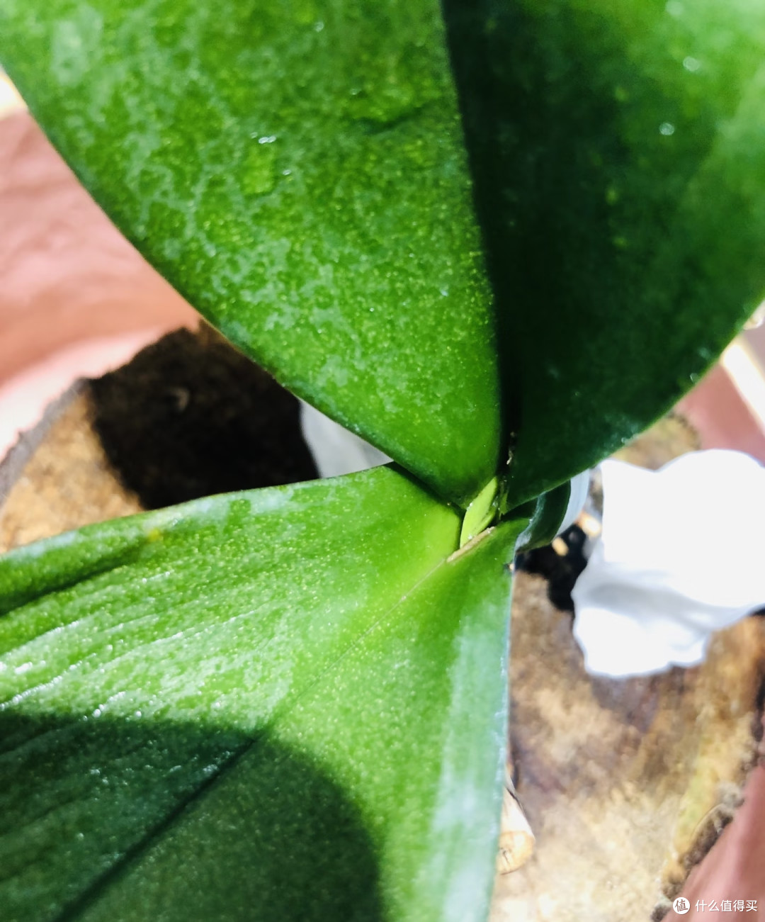 10月中旬蝴蝶兰迟迟不长花芽?别瞎浇水施肥,这样养1月开满花