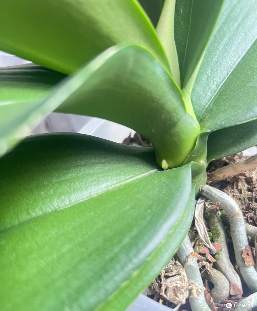 10月中旬蝴蝶兰迟迟不长花芽?别瞎浇水施肥,这样养1月开满花