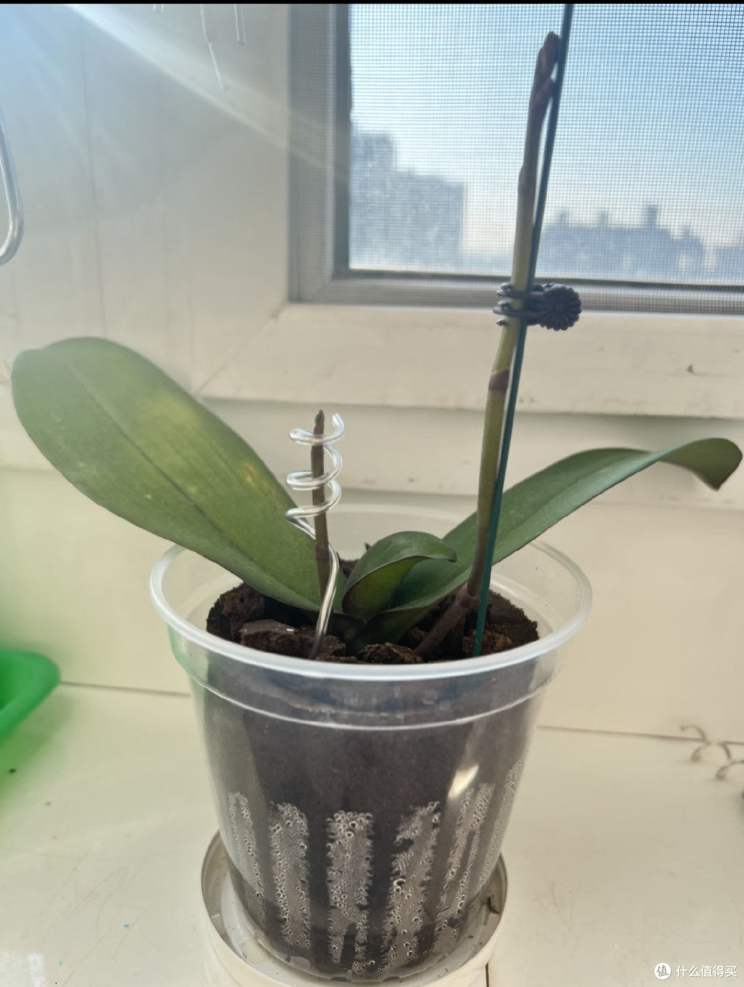 10月中旬蝴蝶兰迟迟不长花芽?别瞎浇水施肥,这样养1月开满花