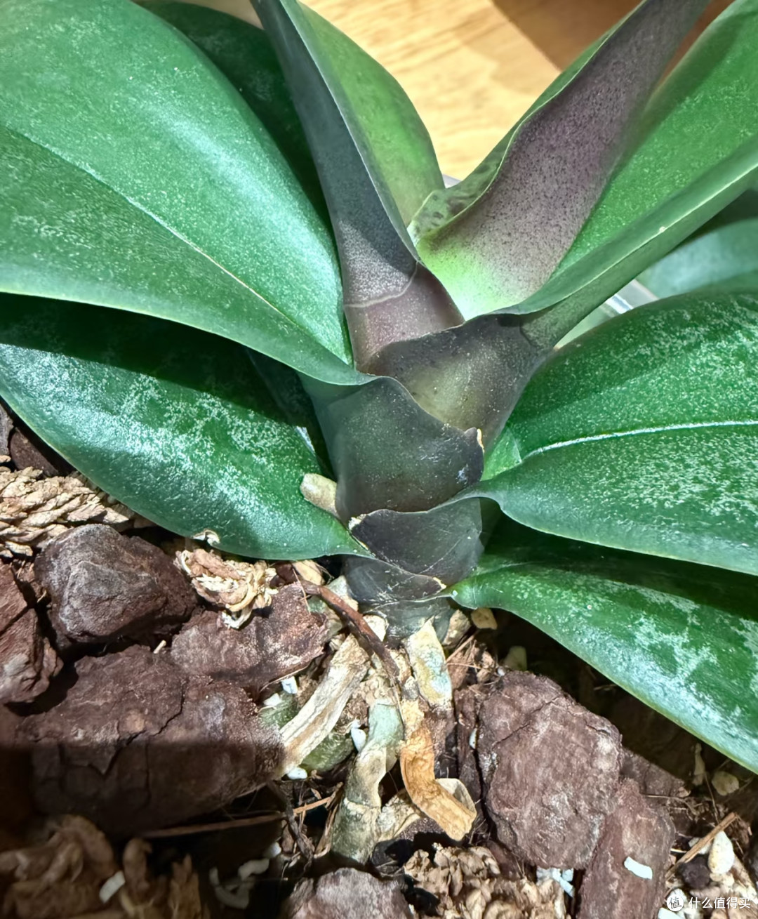 10月中旬蝴蝶兰迟迟不长花芽?别瞎浇水施肥,这样养1月开满花