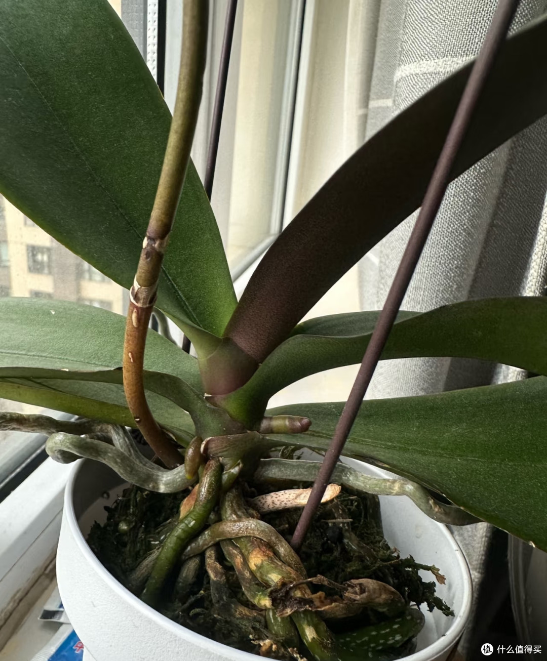 10月中旬蝴蝶兰迟迟不长花芽?别瞎浇水施肥,这样养1月开满花
