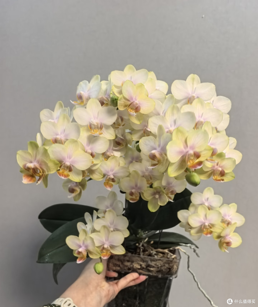 10月中旬蝴蝶兰迟迟不长花芽?别瞎浇水施肥,这样养1月开满花