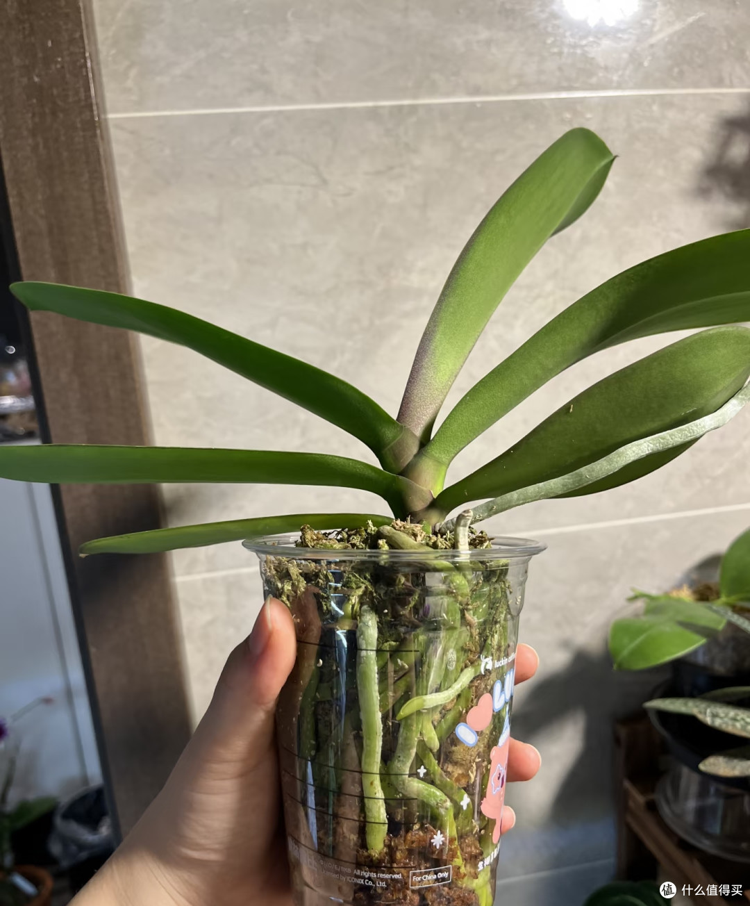 10月中旬蝴蝶兰迟迟不长花芽?别瞎浇水施肥,这样养1月开满花
