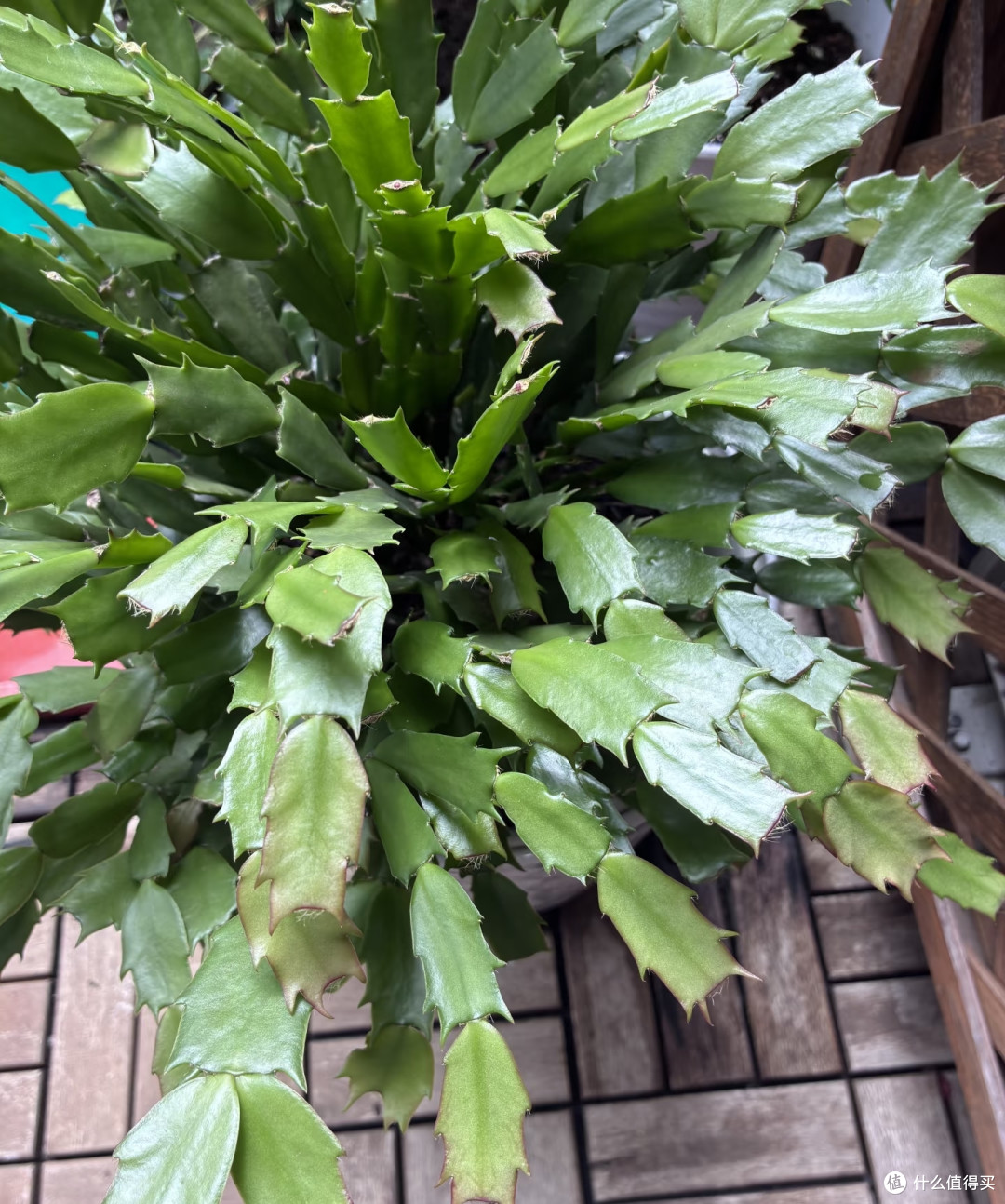 10月蟹爪兰多剪这一刀,秋冬十有八九没花看