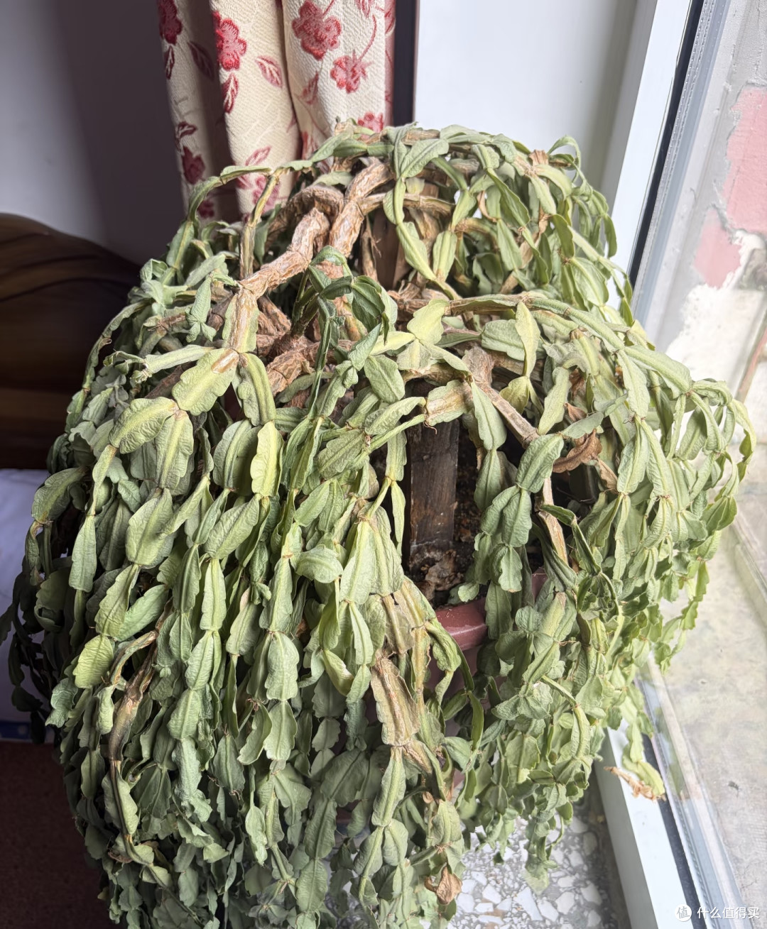 10月蟹爪兰多剪这一刀,秋冬十有八九没花看
