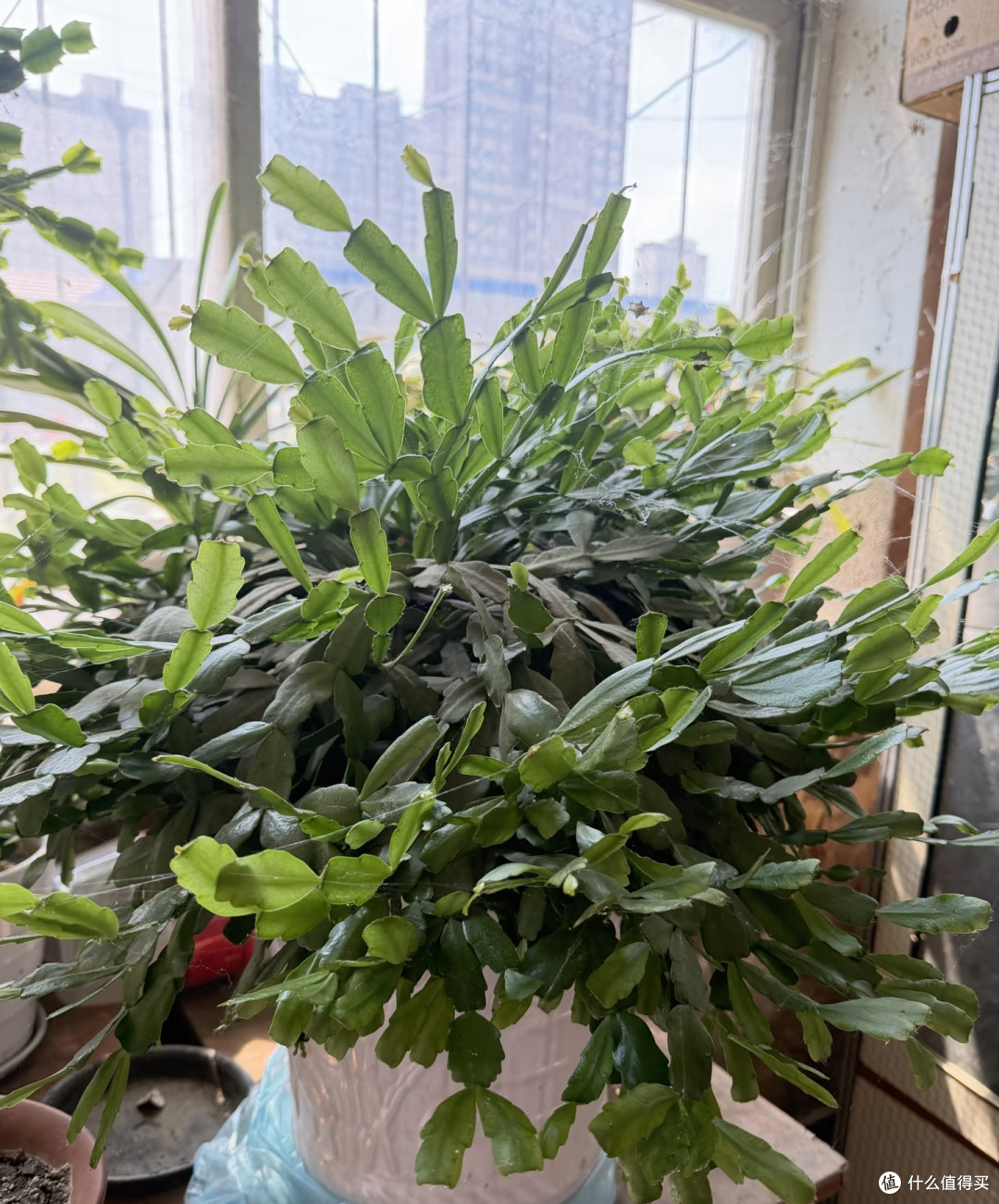 10月蟹爪兰多剪这一刀,秋冬十有八九没花看