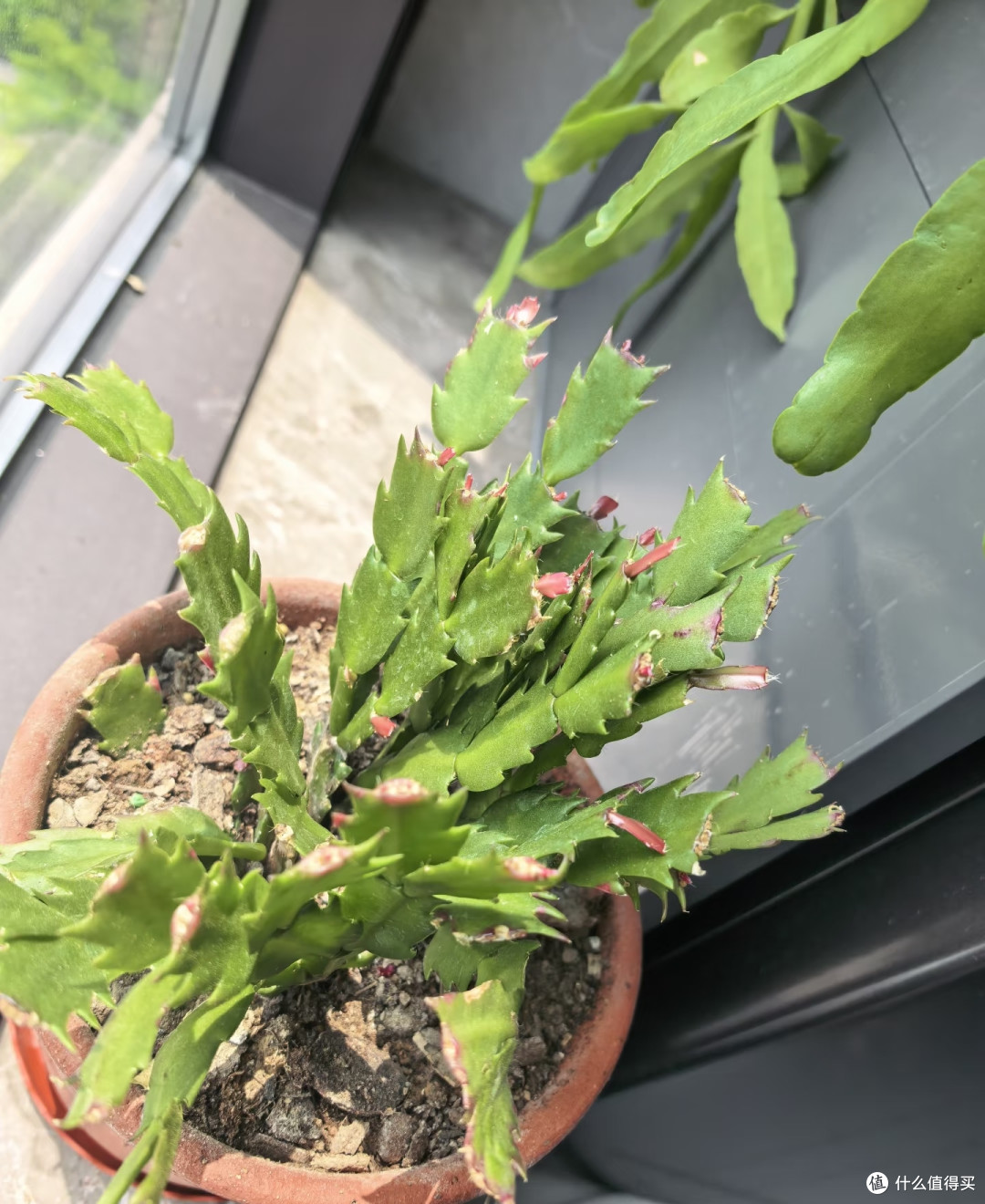 10月蟹爪兰多剪这一刀,秋冬十有八九没花看