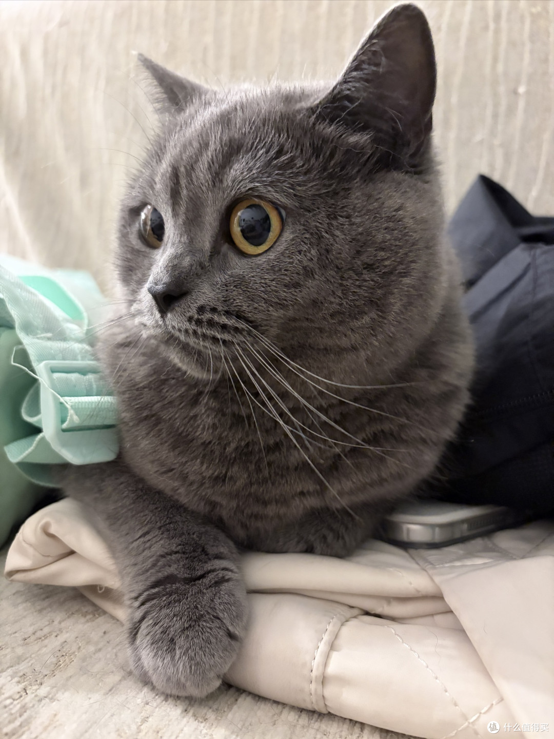 玻璃胃猫粮怎么选?5款猫粮的原料表逐项核对清单