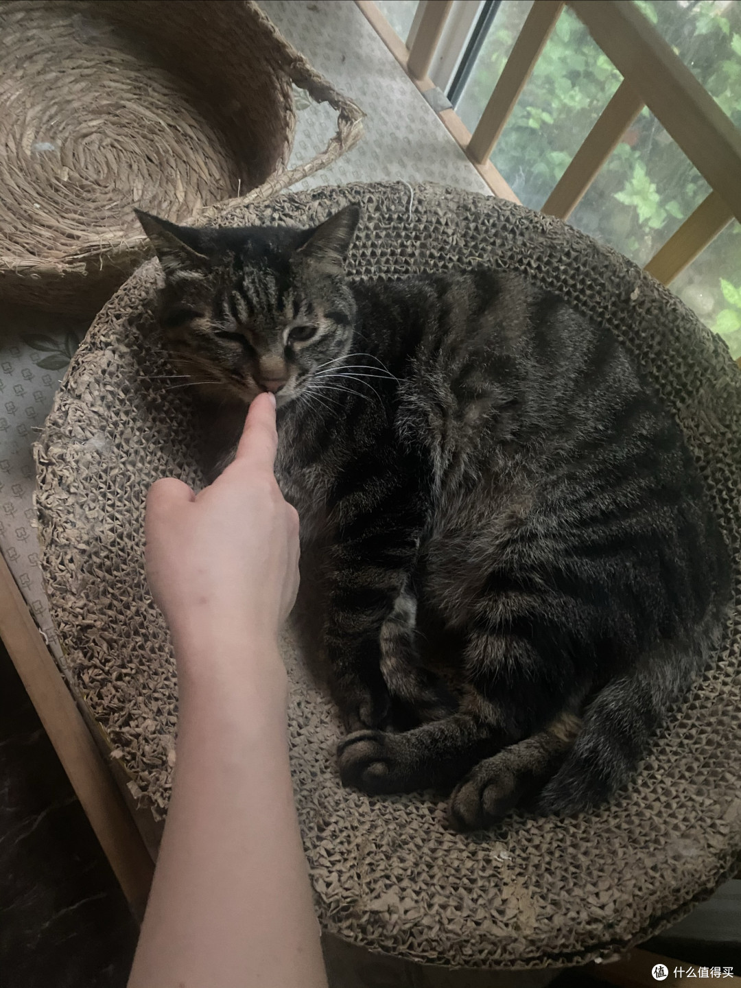 肠胃敏感猫粮怎么选?5款猫粮的长期喂养取舍与适配人群