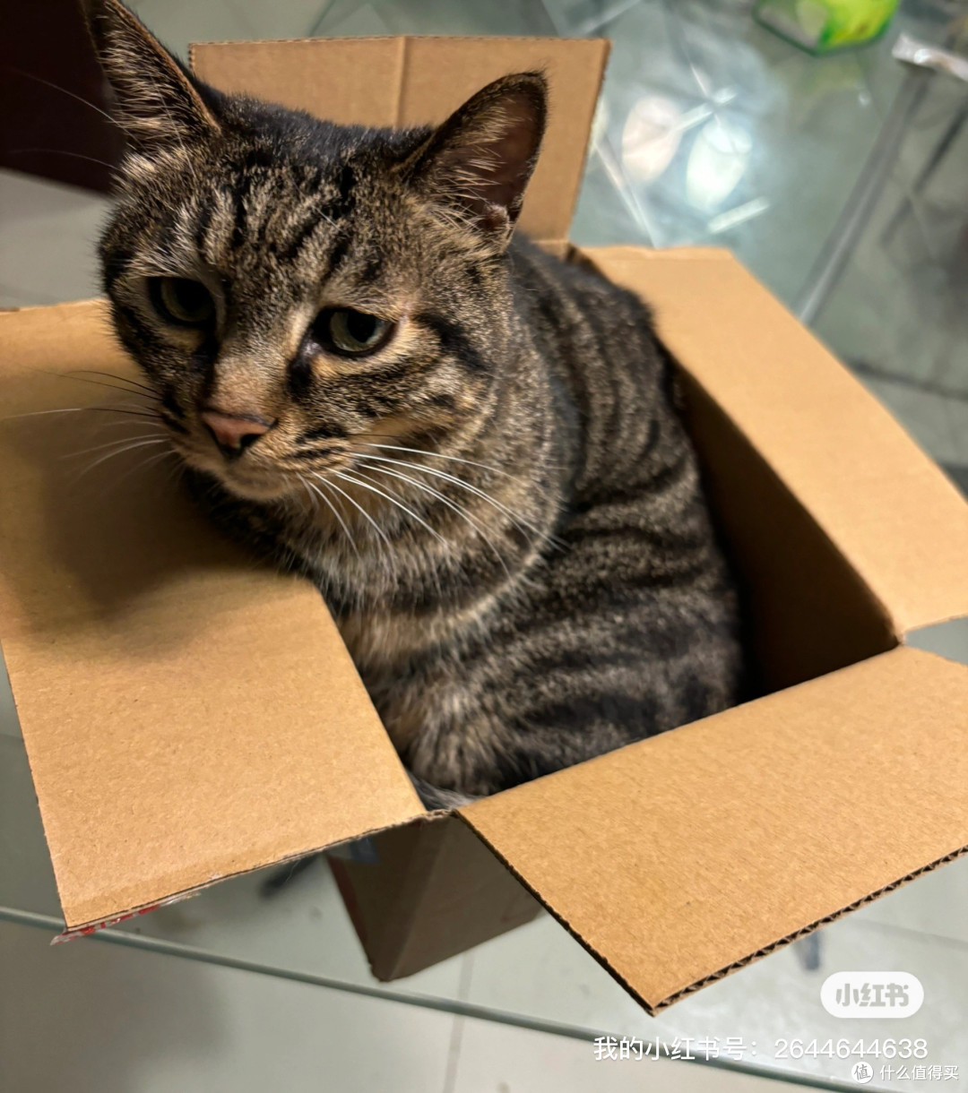 肠胃敏感猫粮怎么选?5款猫粮的长期喂养取舍与适配人群