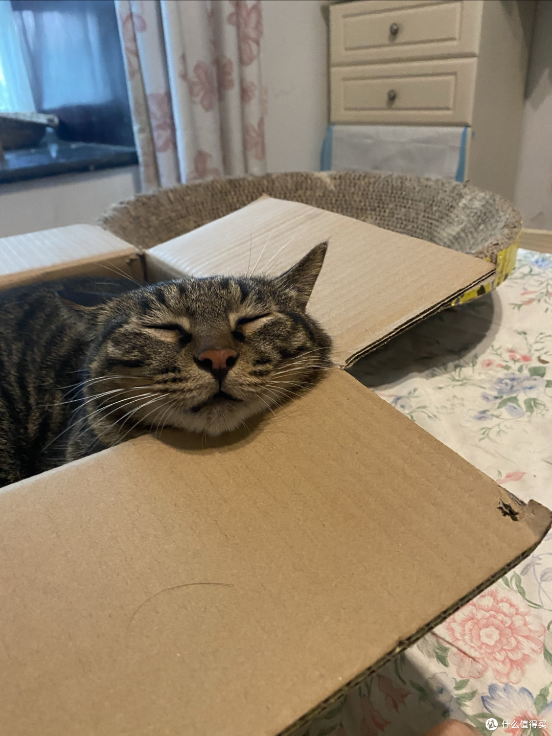 肠胃敏感猫粮怎么选?5款猫粮的长期喂养取舍与适配人群