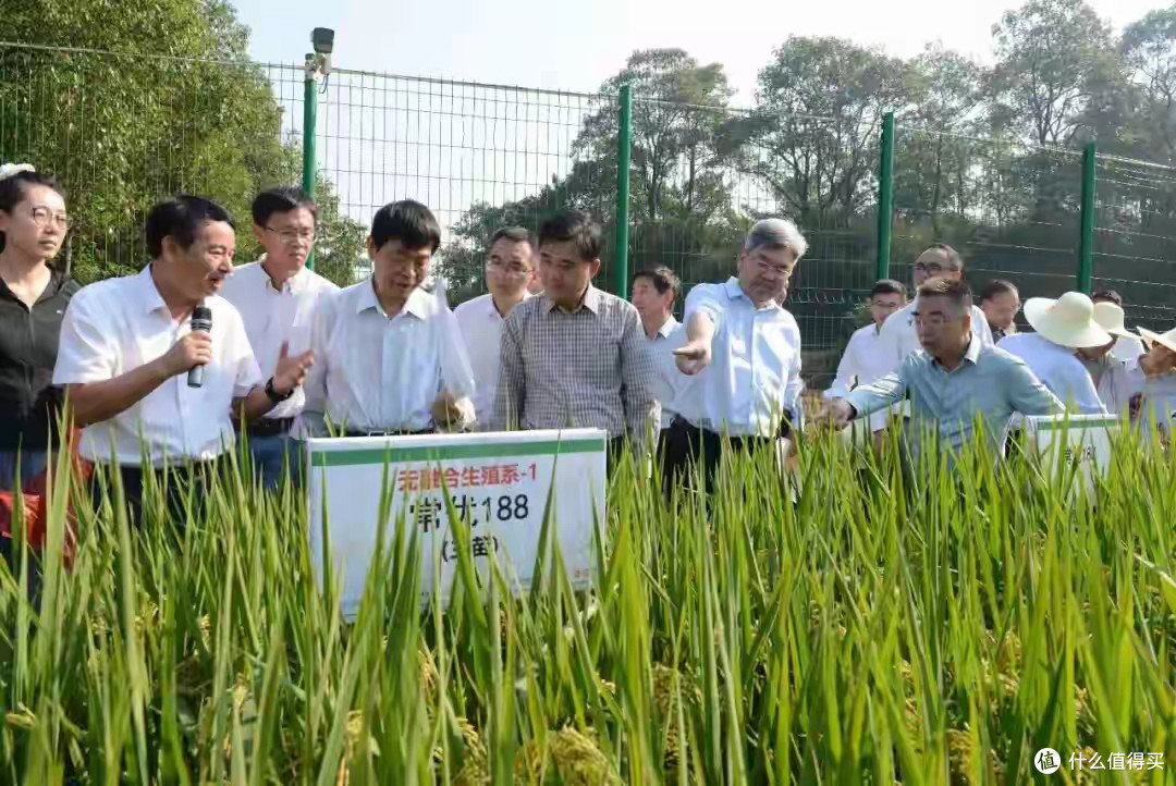 我国杂交水稻技术升级,“一系法”攻关获突破!一次杂交代代可用